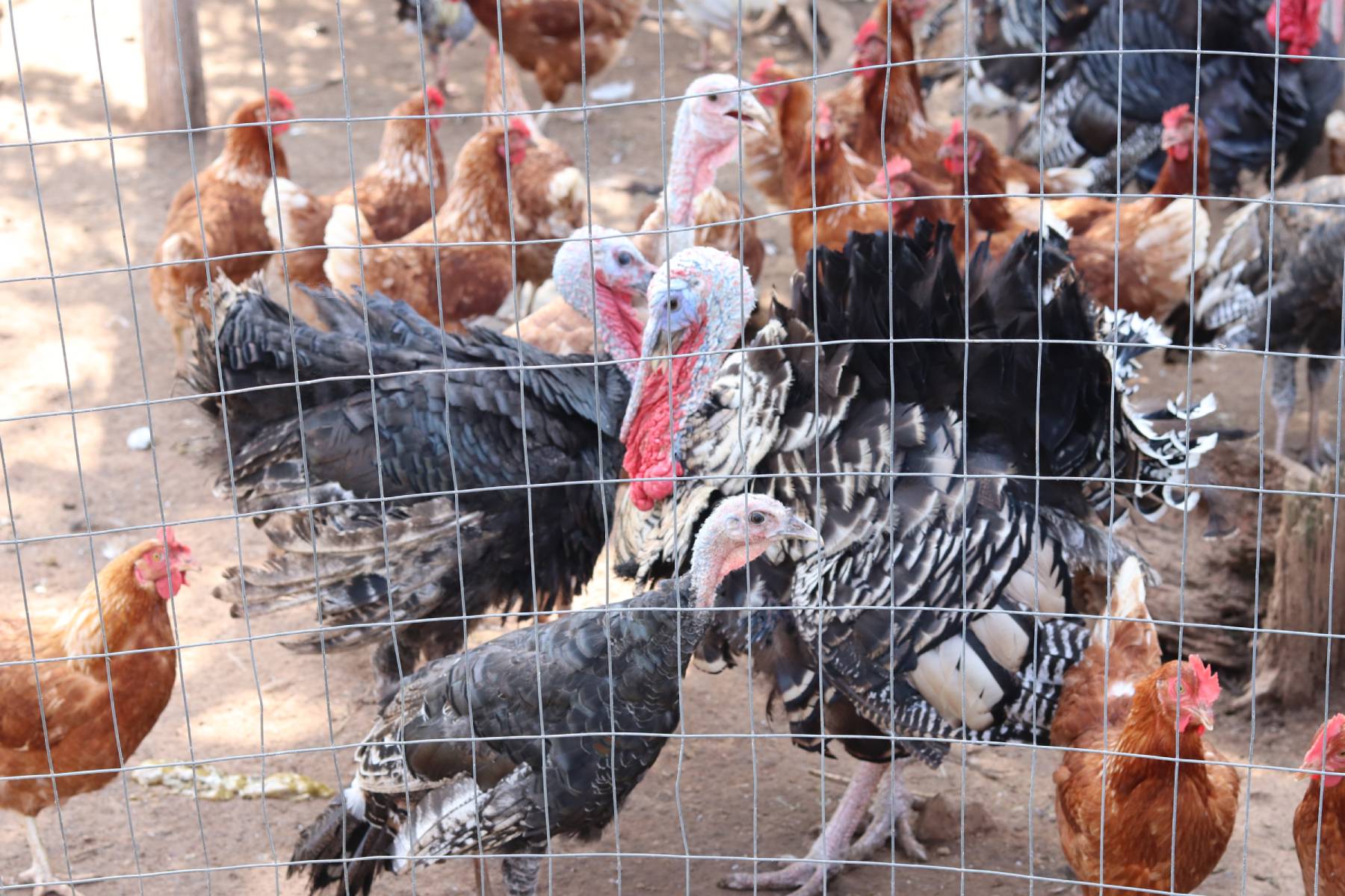 Raising Turkeys with Chickens – Is it a Good Idea?